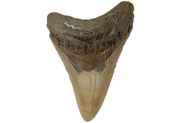 Fossil Megalodon Tooth - North Carolina #183331